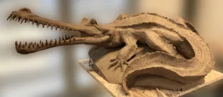 Modelage en terre glaise "Le Gavial" échelle 1:1