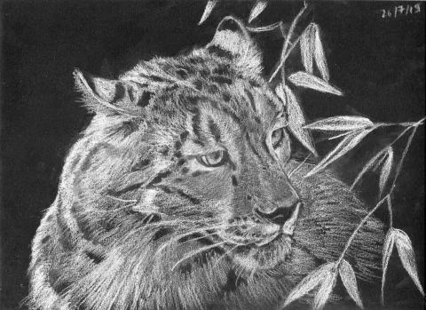 Dessin Animalier