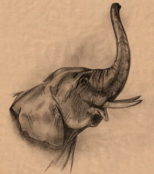 Stage Dessin / Peinture / Modelage – Les animaux en liberté