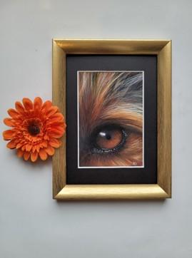 pastel_oeil_chien